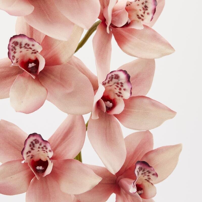 edg enzo de gasperi edg enzo de gasperi orchidea cymbidium h 90 cm rosa ean 8059824235138