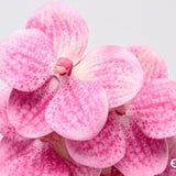 edg enzo de gasperi edg enzo de gasperi orchidea vanda ramo h 65 cm pianta artificiale fuchsia ean 8059824615428