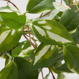 edg enzo de gasperi edg enzo de gasperi potus cespuglio h 60 cm pianta artificiale bianco verde ean 8059824487711