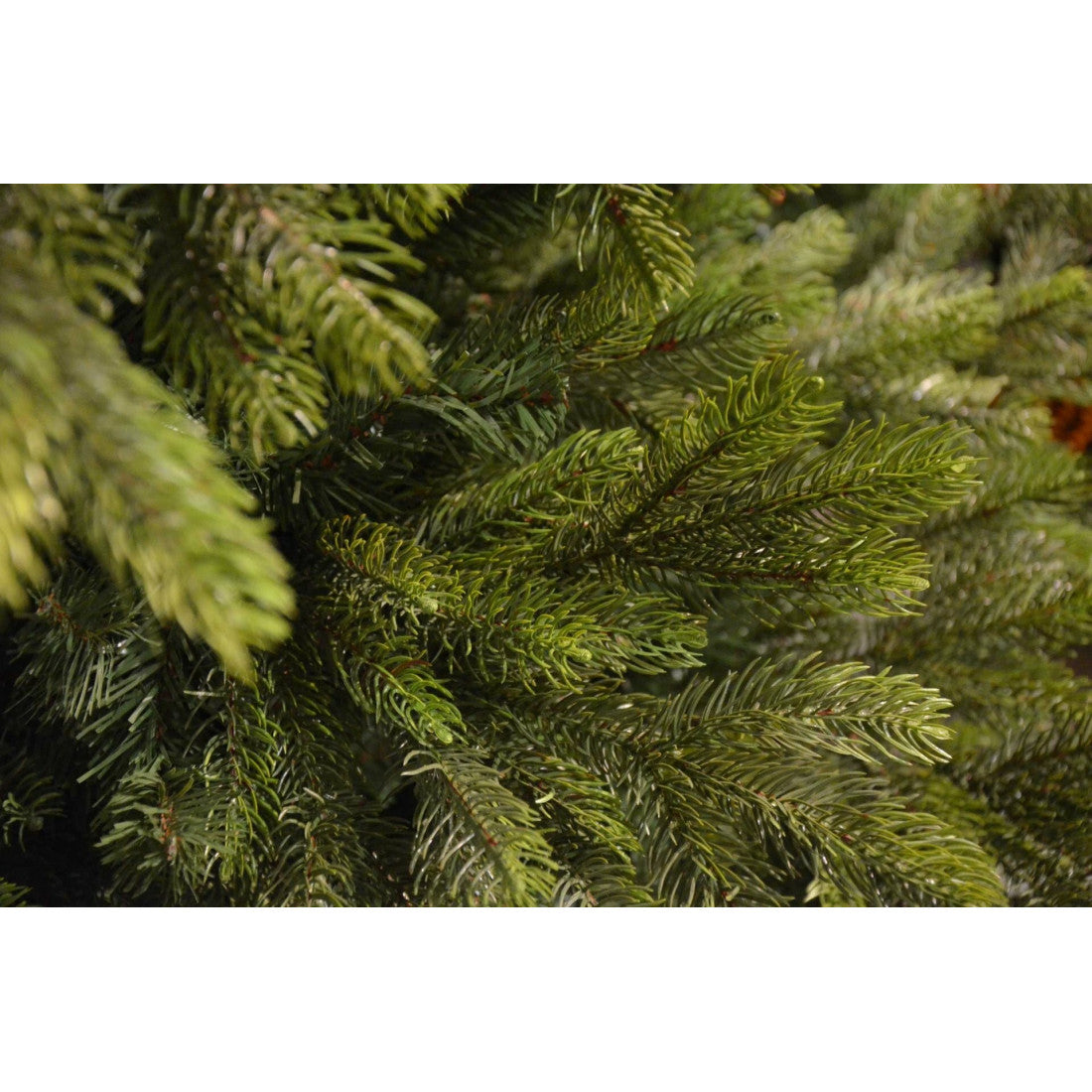 edg_enzo de gasperi edg_enzo de gasperi albero di natale pino imperial new 2 500 miniled h 180 cm d 130 cm uso esterno verde ean 8059824577344