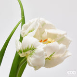 edg enzo de gasperi edg enzo de gasperi bouquete tulipano parrot x3 h 40 cm con bocciolo bianco ean 8059824612649