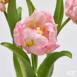 edg enzo de gasperi edg enzo de gasperi bouquete tulipano parrot x3 h 40 cm con bocciolo rosa crema ean 8059824612687
