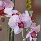 edg enzo de gasperi edg enzo de gasperi orchidea phalaenopsis real x2 con vaso h 50 cm pianta artificiale rosa ean 8054184927303