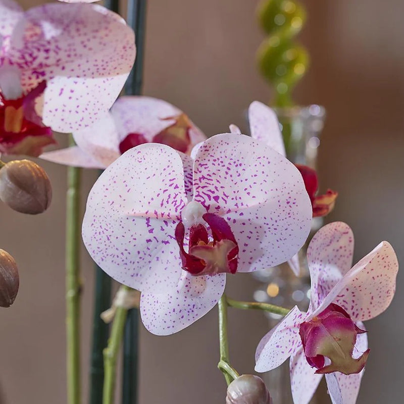 edg enzo de gasperi edg enzo de gasperi orchidea phalaenopsis real x2 con vaso h 50 cm pianta artificiale rosa ean 8054184927303