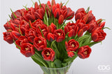 edg enzo de gasperi edg enzo de gasperi bouquete tulipano chiuso x4 h 40 cm con bocciolo rosso grenat ean 8059824612786