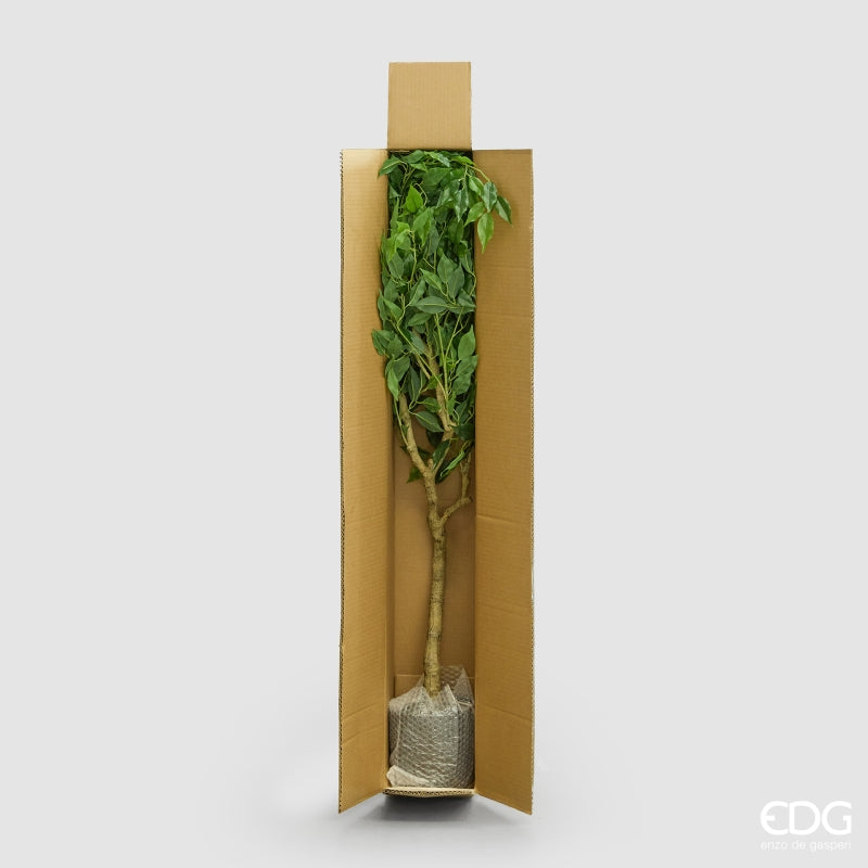edg enzo de gasperi edg enzo de gasperi ficus beniamino vogue con vaso pianta artificiale h 100 cm verde ean 8059824607355
