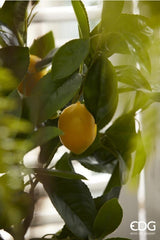 edg enzo de gasperi edg enzo de gasperi pianta artificiale di limoni bell con vaso pvc h 70 cm giallo verde ean 8059824134042