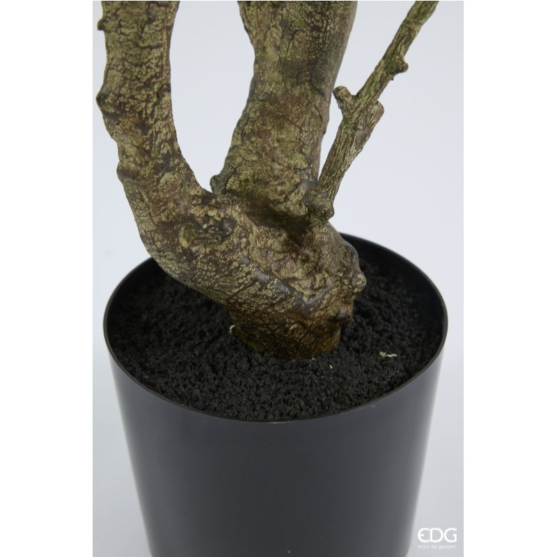 edg enzo de gasperi edg enzo de gasperi eucalipto con vaso h 210 cm pianta artificiale verde ean 8059824607461