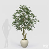 edg enzo de gasperi edg enzo de gasperi ficus beniamino vogue con vaso pianta artificiale h 240 cm verde ean 8059824607324