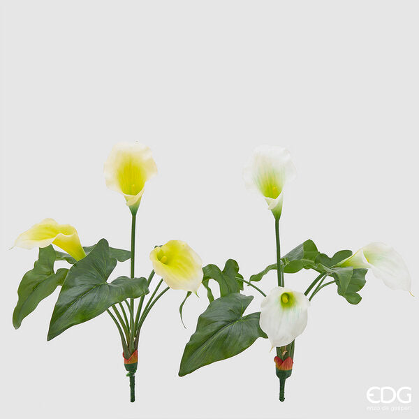 immagine-1-edg-enzo-de-gasperi-calla-bell-cespuglio-x3-h45-2colass-b9-white-yellow