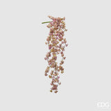 immagine-1-edg-enzo-de-gasperi-echeveria-olis-cespuglio-cad-h44-c2-light-green-pink