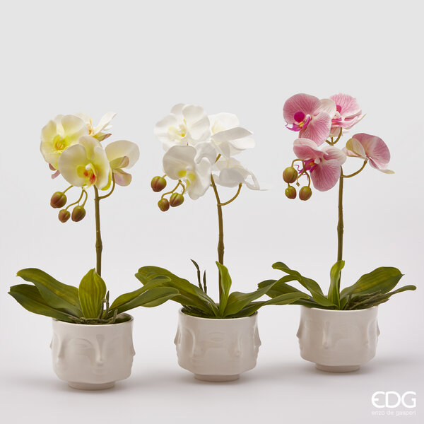 immagine-1-edg-enzo-de-gasperi-kit-orchidea-3-col-ass-h40-multicolor