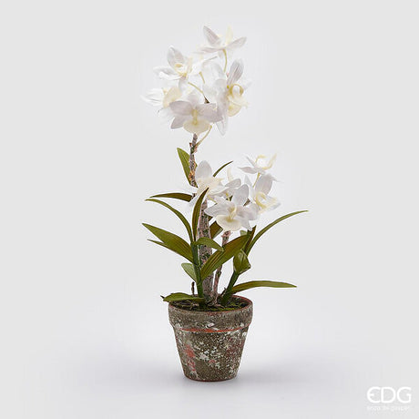 immagine-1-edg-enzo-de-gasperi-orchidea-dendrobium-x2-cvaso-h50-c2-white