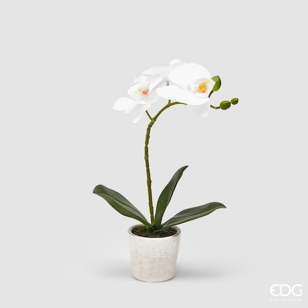 immagine-1-edg-enzo-de-gasperi-orchidea-phalaenopsis-pianta-cvaso-h33-c0-white