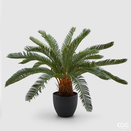 immagine-1-edg-enzo-de-gasperi-palma-cycas-24fg-cvaso-h72-b5-green