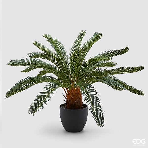 immagine-1-edg-enzo-de-gasperi-palma-cycas-24fg-cvaso-h72-b5-green