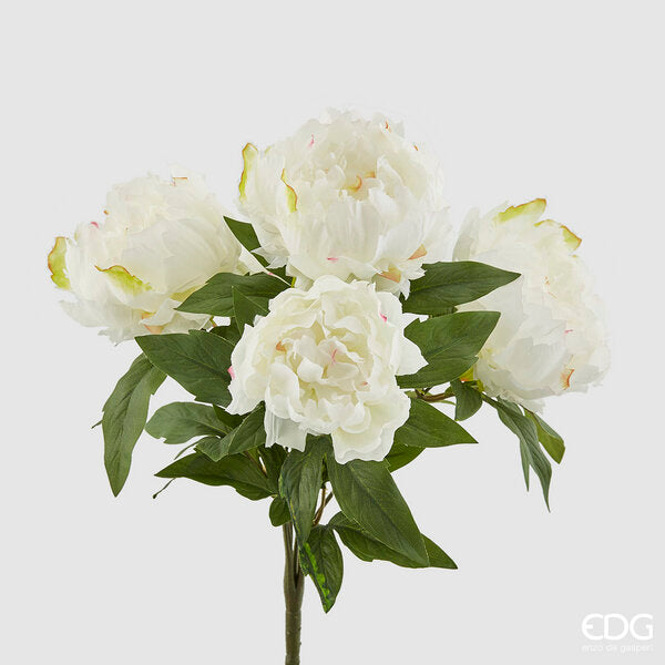 immagine-1-edg-enzo-de-gasperi-peonia-cespuglio-x5-h48-b7-white