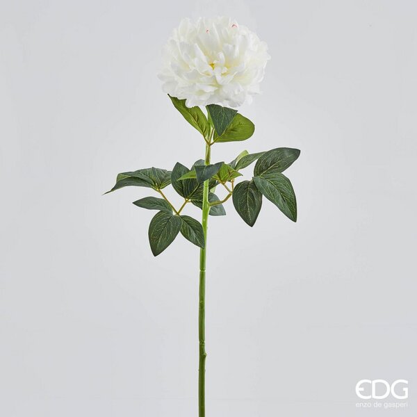 immagine-1-edg-enzo-de-gasperi-peonia-real-ramo-h72-b7-white