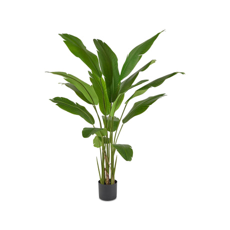 immagine-1-edg-enzo-de-gasperi-strelitzia-chic-con-vaso-h155-green