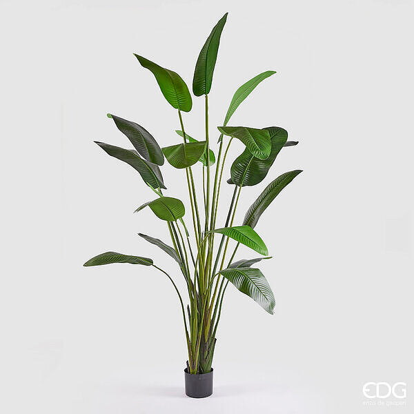 immagine-1-edg-enzo-de-gasperi-strelitzia-con-vaso-h-310-c4-green