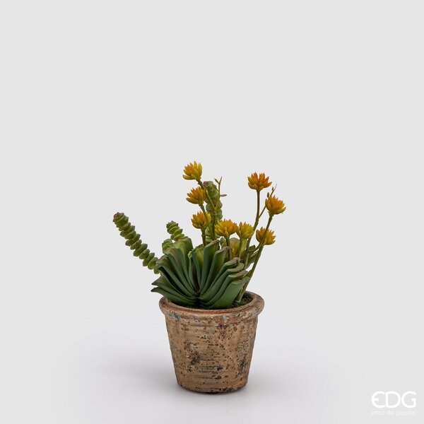 immagine-1-edg-enzo-de-gasperi-succulent-mix-cvaso-h19-c2-light-green